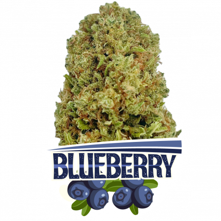 BLUEBERRY CBD