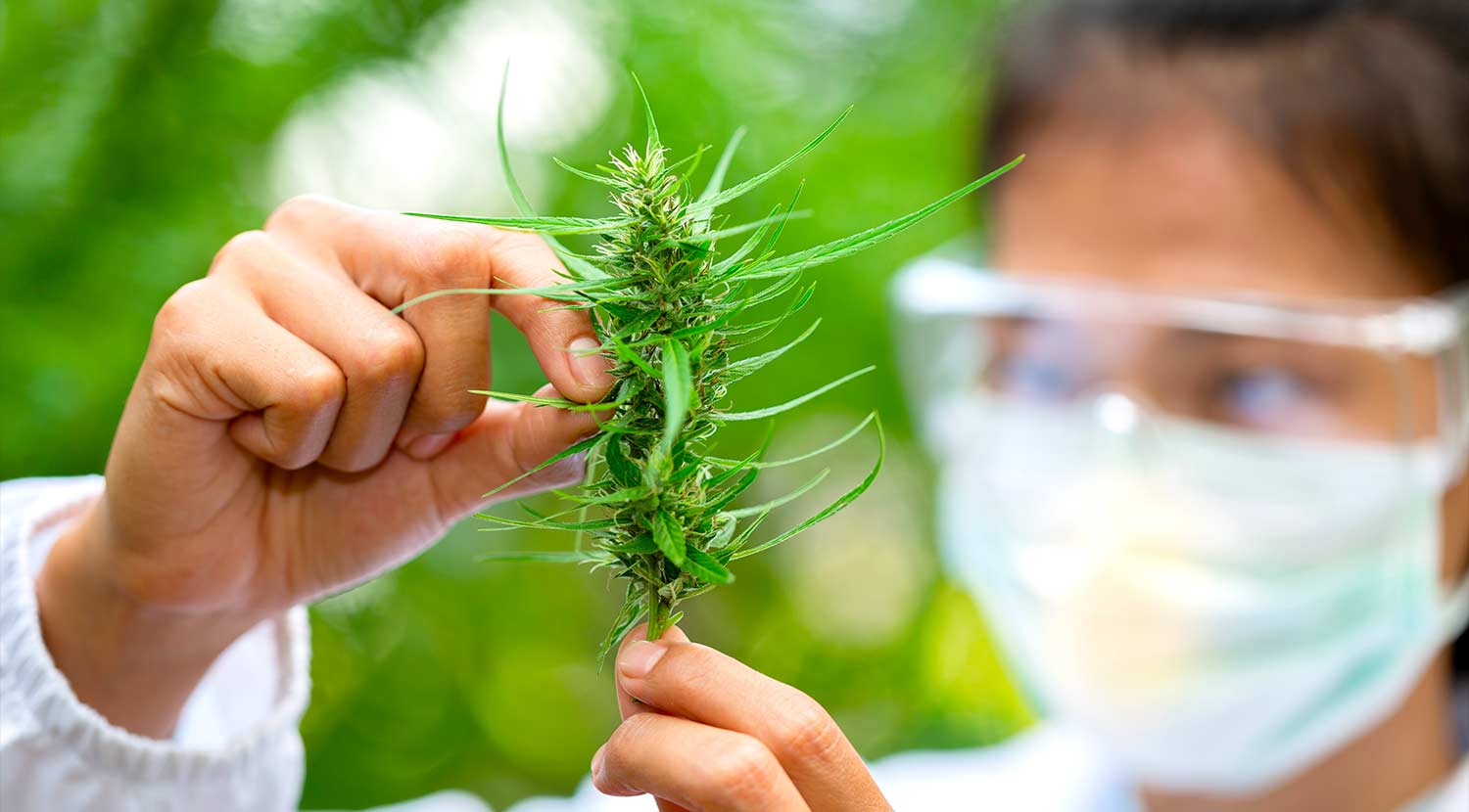 CBD vs THC