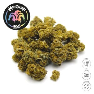 HARLEQUIN SMALL BUD