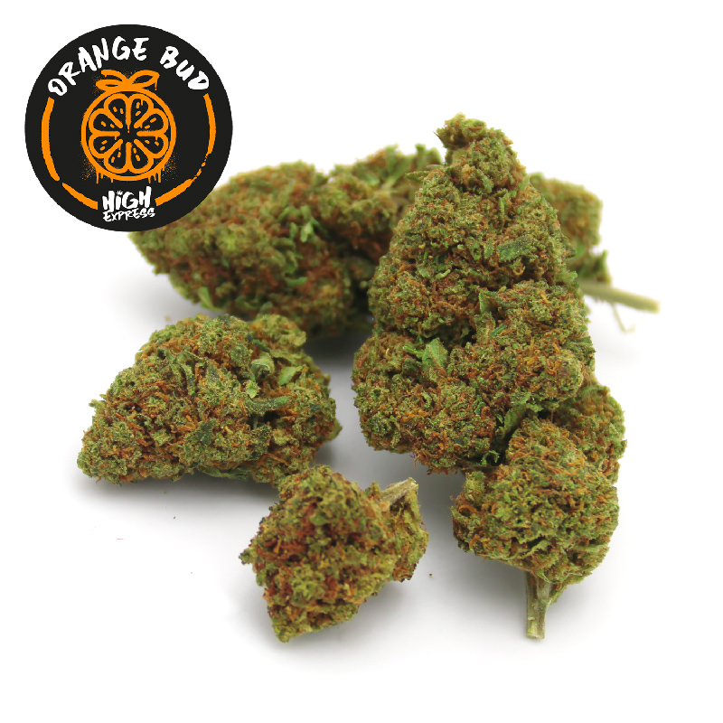 CBD orange bud Highexpress